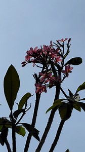 kalachuchi 💗🌸 | Bm-Jov Garden Center