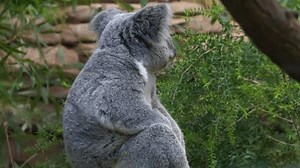 Close View Koala Bear Sitting Turning Stock Footage Video (100% Royalty-free) 3452669217 | Shutterstock