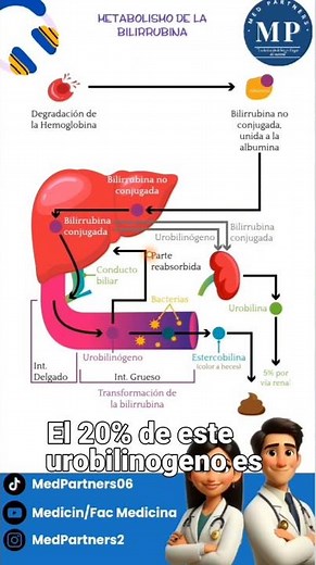 Bilirubin metabolism #shorts #humanmedicine
