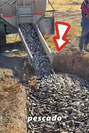 Villagers Bury Fish in the Wild: The Reason Revealed