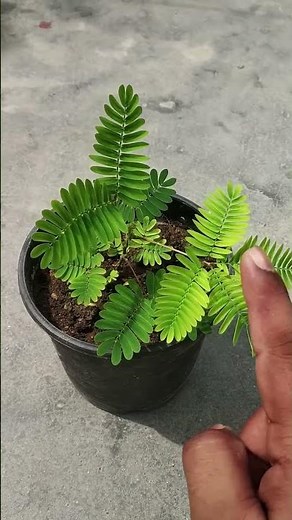 How Does A Plant Move Without A Brain?