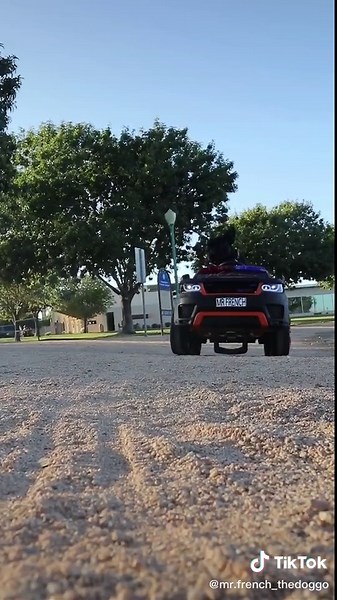 He's not spoiled... 😌😝 #frenchiegang #dogsoftiktok #frenchietok #dogtok #dog #goodboi