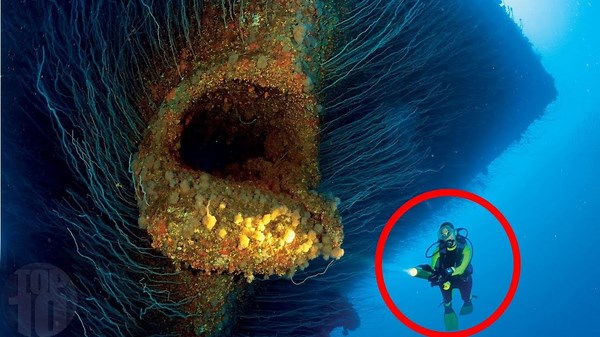 10 BIGGEST Underwater Creatures In The World
