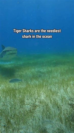 SCUBA DAN 🤿 on Instagram: "Big ol needy tiger sharks 😂 all sharks have personalities just like you and me and some have bigger ones than others! Sharks think we are predators too, so just let them pass you and check you out! 👀 #sharks #shark #scuba #diving #tigershark"