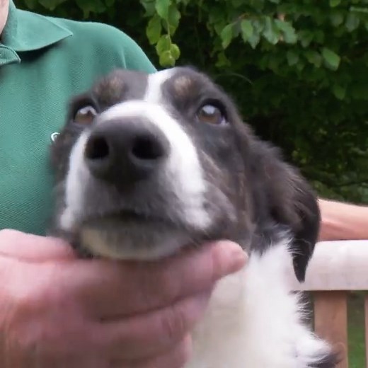 Little puppy Ted didn't have an easy start at life 😢 Rescuer Gill & Dr Scott help him recover from the physical and emotional abuse he has endured 💔 | Bondi Vet