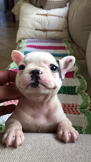 If happiness had a face, it would be this smiling puppy.😀 | jmarcoz