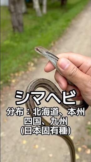 Catching a Japanese striped snake by hand