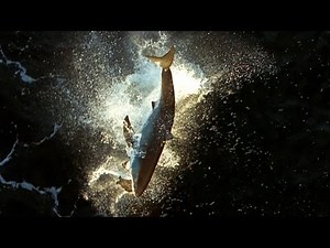 Impossible Shot From Above | Shark Week: Shark Week's Impossible Shot