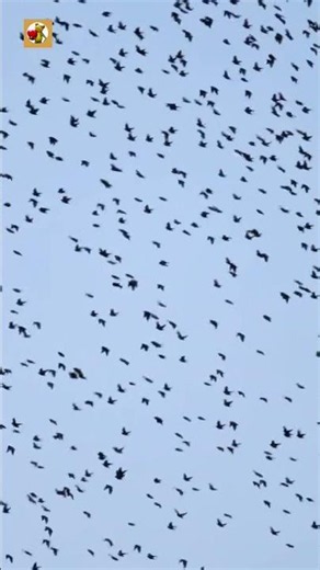 Crow Sounds (Crows Flying On A Blue Sky)