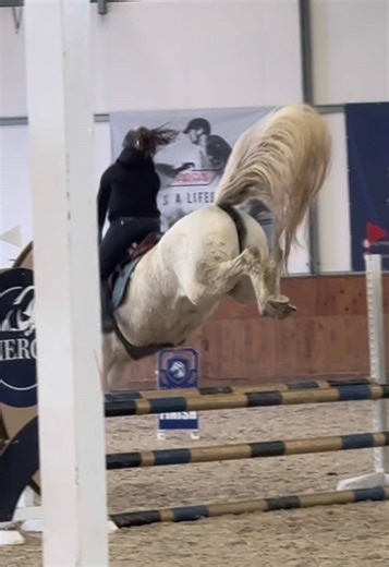 Showjumping with Jessy: The Amazing Pony Prospect