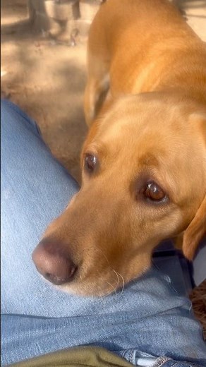 My Fox Red Labrador ❤️🐾 | The Most Loyal Best Friend | Never Alone #dogshorts #youarenotalone