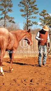 The ES20 program is the straightest line possible for making a riding horse. #B1 | B1 Horsemanship