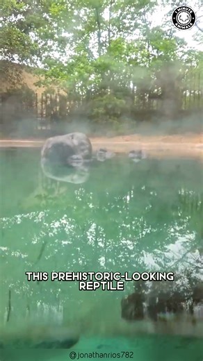 Gharial 🐊 The FISH-SNAPPING Crocodile! With its super long, thin snout full of sharp teeth, this reptile is built for catching fish. It glides through rivers like a silent missile, striking with lightning speed. Wait till you see the bizarre bump on its nose! #wildlife #nature #animalfacts #animalvideos | 1 Minute Animals