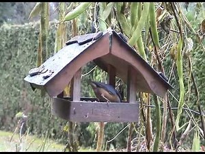 Bauanleitung Vogelhaus » Bauplan