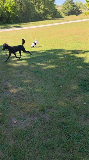 Deville & Parker | Kim's Standard Poodles