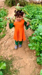 381K views · 11K reactions | Cute Baby Parrot 5 Reel #cutebaby #parrot #reel | Cute Baby Parrot | Facebook