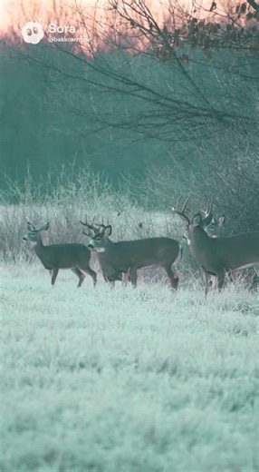 The brave deer #hunting #deer #nature #wildlife