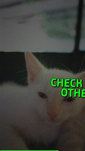 Why Purring Isnt Always a Sign of Happiness Most people think purring means a cat is...