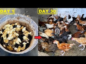 Amazing 100 Chick Growth ( Day 1 To 1 Month ) - 30 Days Of Raising CHICKS - Tips And Tricks