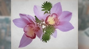 Houseplants Pro is Encyclopedia of Indoor House Plants