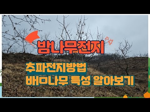 밤나무 품종별 전지방법 신추파 전지방법 밤나무 특성 알아보기