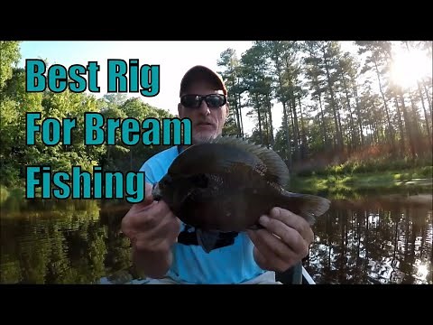 The Best Live Bait Rig for Bream Fishing ?? - Panfish Fishing