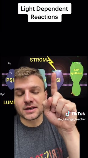 Understanding the Light Dependent Reactions of Photosynthesis