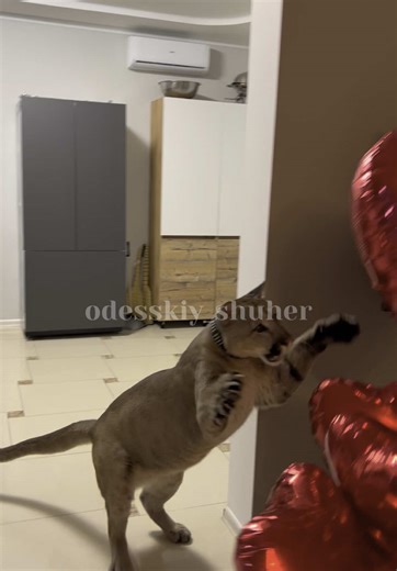 Abracadabra: A Unique Collaboration with Lady Gaga