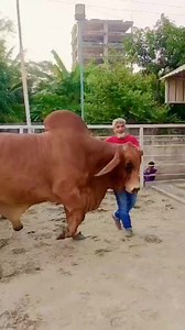 86K views · 1.3K reactions | Biggest Cow in Bangladesh on Reels | Facebook