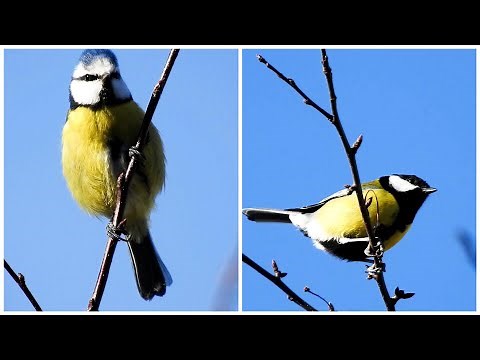 Blue Tit Birds Chirping and Singing - Beautiful Bird Sounds and Natural Bird Song