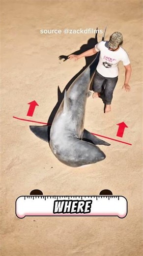 “Hey, Can I Spin & Bite You?! Here's How to Do It Safely!” #fypシ #pov #facts #viral #funny #remix