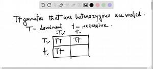 In a mating between two individuals that are heterozygous for a recessive lethal allele that is expressed in utero, what genotypic ratio (homozygous dominant:heterozygous:homozygous recessive) would you expect to observe in the offspring? a. 1: 2: 1 b. 3: 1: 1 c. 1: 2: 0 d. 0: 2: 1 | Numerade