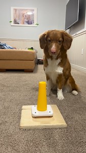 Miso wants to show off her ring stack trick 🙌🏻 I saw this trick about 2 years ago and was really determined to teach Miso! After many steps forward and backwards, Miso can successfully stack her rings ❤️ By guns I think this is one of the hardest tricks I taught 🤣 #dogtricks #ringstack | Simply Her Dogs
