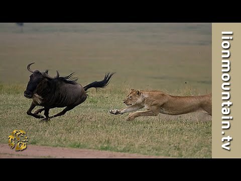 Lioness stalking and catch Wildebeest on the African Savannah | BIG CATS