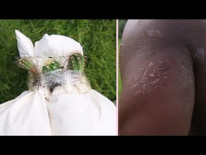 CACTUS PILLOW FIGHTING: In Public