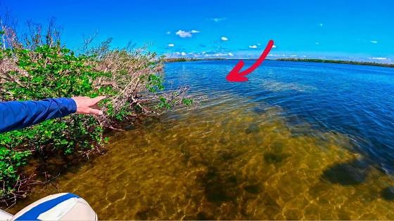 Dunked My GoPro Under Mangrove Bush | Spadefish Habitat