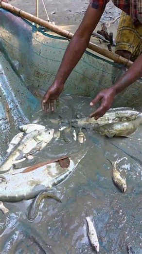 Pushing the Net in Water... The Result is Shocking! 😲 🐟 #Shorts