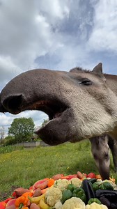 38K views · 609 reactions | Celebrating pride with a rainbow feast!  #pride24 #gaypride #loveislove #tapir | Peak Wildlife Park | Facebook