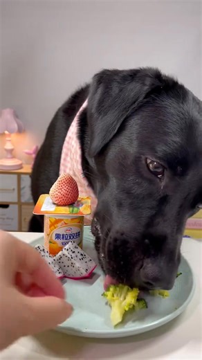 44K views · 576 reactions | #labrador #cute #dog #pet #feed | Beauty Pets | Facebook