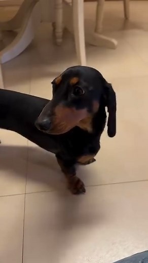 Sound on 😂🔊I am buying your sympathy #Dog #Dogs #DogOfFacebook #DogLovers #DogsOfFacebook #DogLife #Doggo #Pupper #Puppy #Puppies | Wagging Tails