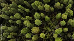 Canary islands nature and landscapes. Fly over pine forest in mountains of Tenerife island.