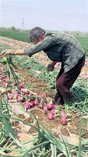 Fastest Vegetable Harvest Ever 🥬🔥#farming #usa #shorts