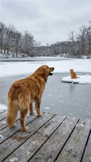 Golden Retriever Jumps Into Freezing Lake To Save Best Friend! 🥺❤️