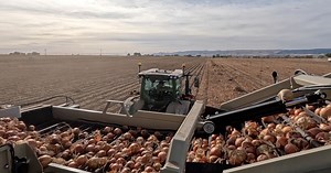 Idaho agriculture group, businesses release impact study on immigrant workforce