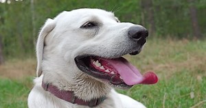 White Labrador Dog Breathing Heavily After Stock Footage Video (100% Royalty-free) 3653437825 | Shutterstock