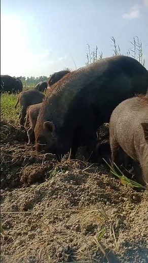 Unbelievable Pigs Farming with Wild Animals 🐷🦌 #Shorts