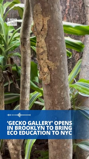 🦎 The Gecko Gallery NYC is New York City's largest collection of rare and endangered geckos, opening this weekend for public tours with the goal of bringing eco education to the city. Researchers Richie Laleh and Joseph Migirov decided to rent the space at 255 McKibbin St. after realizing that their collections had outgrown their respective Brooklyn apartments, and have now opened up to the public in order to share their knowledge and passion. 🔊 Mack Rosenberg reports: | 1010 WINS