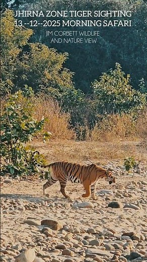 Tiger Sighting Jhirna Zone ! Queen of Jhirna ! Jim corbett national park jungle safari #wildlife
