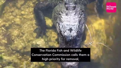 What are Nile monitors? Florida’s newest invasive species