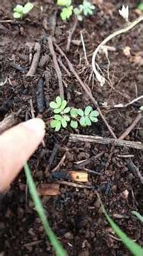 The baby mimosa that's already moving 😱 #mimosapudica #SensitivePlant #botany #amazingnature